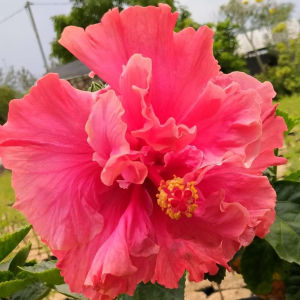 Sindo - Hibiscus rosa-sinensis L aptivating Beauty and Vibrant Blooms for Your Garden