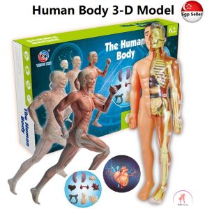 Educational Toys - 28cm Human Skeleton Set Full Human Body Model 3 - d DIY Toys - Kids Science Toys - Kids
