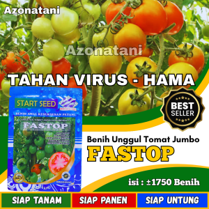 Benih tomat FASTOP | Benih tomat super unggul | bibit tomat super jumbo | benih tomat super jumbo jenis servo hasil buah lebat berkualitas