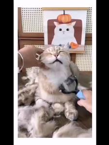Cat Dog CombGrooming Hair Fur Removal Massage Cleaning Tool Deshedding Sikat Kucing 宠物开结梳 打結 梳子 打毛梳。。。