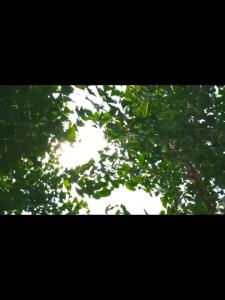 Akira Electric Hair Straightener & Dual-Use Curler: A Comprehensive Guide