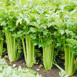 Celery Tall 50+ Seeds Herb for Planting Binhi Pantanim