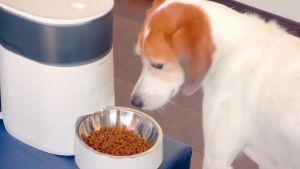 Automatic Pet Feeder dog cat Japanese Brand Itsuwa Pet  [SG-in Stock]