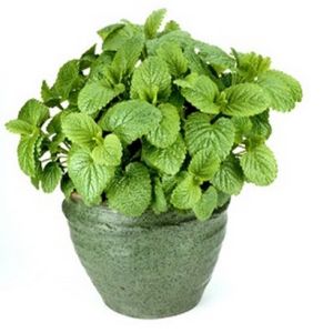 Pohon Daun Mint / Tanaman 1001 Manfaat