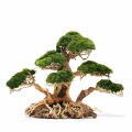 Cây Lũa Bonsai 3 thân - Trang Trí Hồ Cá - Bể Cá Thủy Sinh - [ Xưởng TS Online37]. 