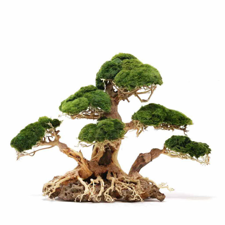 C%C3%A2y%20L%C5%A9a%20Bonsai%203%20th%C3%A2n%20-%20Trang%20Tr%C3%AD%20H%E1%BB%93%20C%C3%A1%20-%20B%E1%BB%83%20C%C3%A1%20Th%E1%BB%A7y%20Sinh%20-%20%5B%20X%C6%B0%E1%BB%9Fng%20TS%20Online37%5D%20-%20Image%203