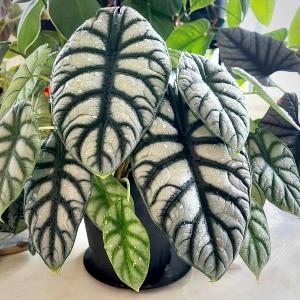 Alocasia Silver Dragon - - Pokok Alocasia Naga Perak - एलोकेसिया सिल्वर ड्रैगन Alocasia Silver Dragon – Textured Silver Leaves Rare Jewel Alocasia Indoor Foliage Compact Beauty Easy Aroid LIVE PLANT