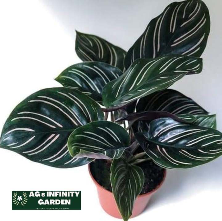 Calathea Ornata Plant With FREE plastic pot garden soil (Real and Lowest  price ) Limited stock Only Indoor Decorative Plant - Lazada | Lazada PH