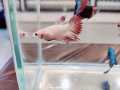 *RANDOM PICK*  Mix Female ( Ikan Betina)  Betta fish/ ikan laga  S / S+/ M Junior. 