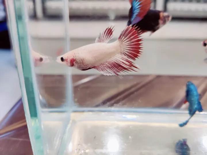 *RANDOM%20PICK*%20%20Mix%20Female%20(%20Ikan%20Betina)%20%20Betta%20fish/%20ikan%20laga%20%20S%20/%20S+/%20M%20Junior%20-%20Image%205