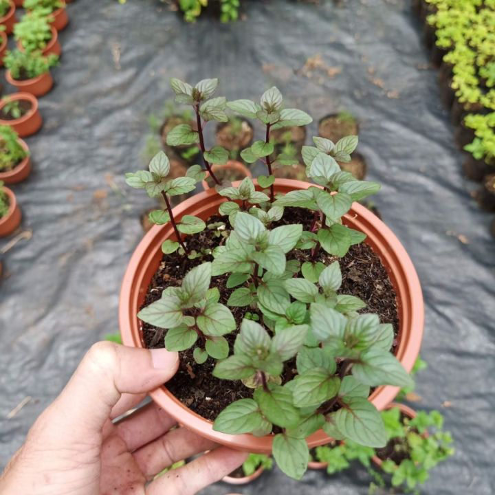 Cây bạc hà chocolate mint