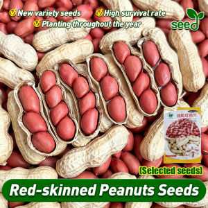 [New variety seeds] 100% Authentic Red Peanut seeds for Planting Legit Bonsai Red-skinned Peanuts Seeds Fresh Peanuts Seedlings Live Plant Seeds FOR PLANTING/HYBRID/EASY TO GROW/HIGH YIELDING Easy To Grow Plants Buto Ng Bulaklak