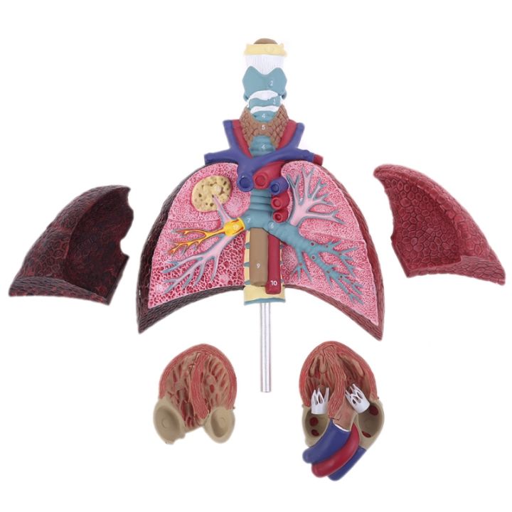 【COOL】 Life Size Human Model Anatomical Respiratory System Anatomy For