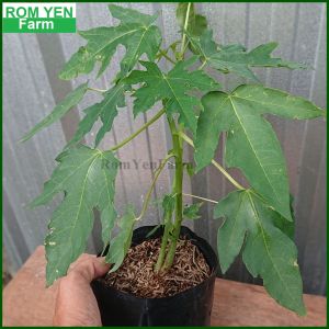 ต้นมะละกอ พันธุ์แขกดำ มะละกอ มะละกอแขกดำ ในถุงเพาะ 1-3ต้น