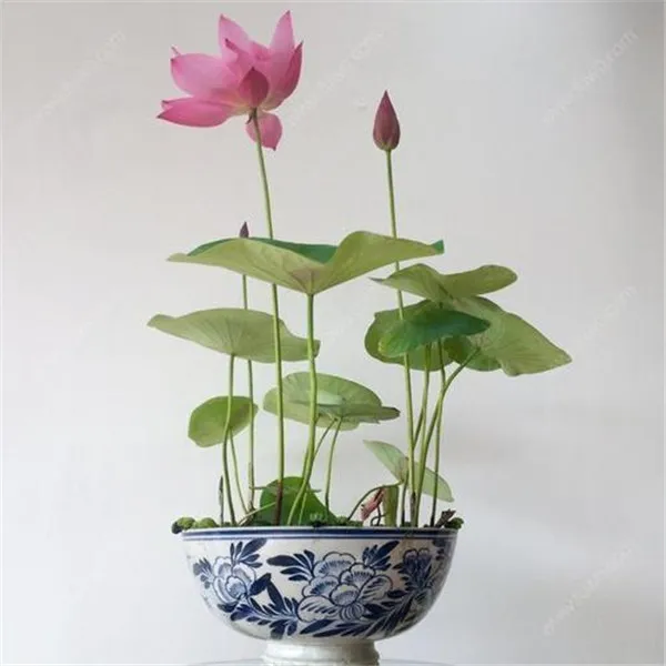 money tree indoor Money Tree | Indoor Plants main image 0