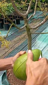 Bibit Alpukat Green Taiwan Siap Berbuah