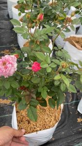 กุหลาบ หนูฮอลแลนด์ สีชมพู ดอกดก ส่งต้นติดดอก ถุงใหญ่5.5*11นิ้ว ปลูกแดด ดูอลง่า