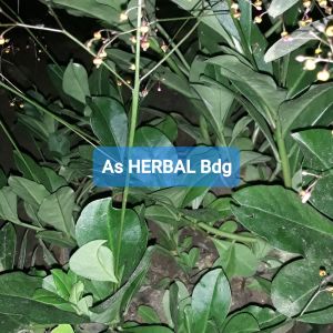 Daun ginseng jawa segar 600 gram-az