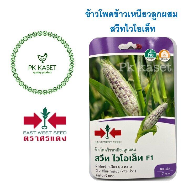 เมล็ดข้าวโพดข้าวเหนียวลูกผสม สวีทไวโอเล็ท F1 ศรแดง สีม่วง