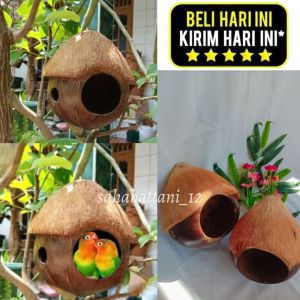 Glodok burung kutilang dari batok kelapa / sarang burung lovebird