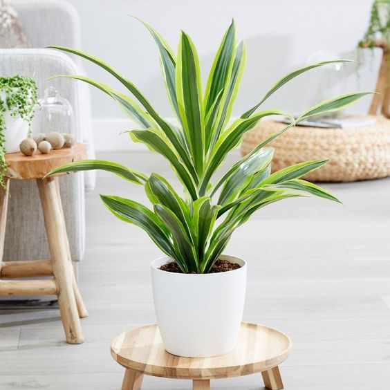 Dracaena Lindenii (Golden Heart) Plant - Fresh Gardening Indoor Plant  Outdoor Plants for Home Garden | Lazada Singapore