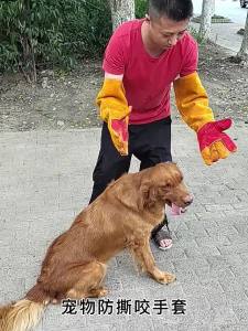 训猫防狗咬手套防猫抓牛皮加厚防撕防抓咬护食超厚Latihan kucing sarung tangan gigitan anti-anjing menggaru anti-kucing penebalan cowhide anti-koyak anti-menggaru perlindungan makanan anti-gigitan sangat tebal