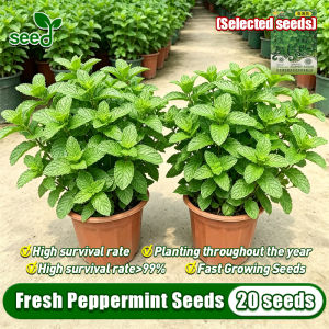 [Selected Seeds 20pcs] Bonsai Peppermint Seeds for Planting (Fast Growing) Fresh Mint - Peppermint Herbs Seeds Edible Mint Leaves Plant Seeds Spearmint Seeds Herb Seeds Perfume Mentha Plants Balcony Potted Peppermint Live Plant Real Airplants Seeds