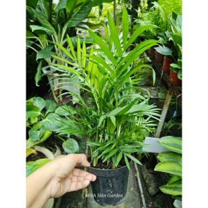 Chậu cây cau tiểu châm cây để bàn văn phòng làm việc Minh Hân Garden