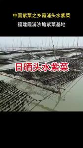 First harvest seaweed sand-free no-rinse ready-to-eat suitable for soup and rice dishes  Seaweed No Sand No-Rinse Brewing Instant Cold Salad Soup