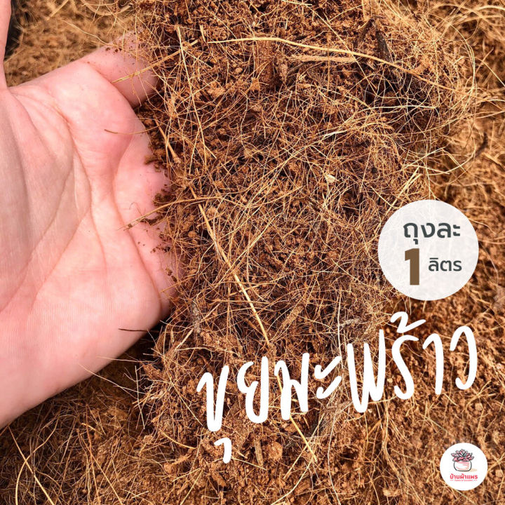 10 อันดับ วัสดุเพาะปลูกและอุปกรณ์ยอดนิยมสำหรับแคคตัสและไม้อวบน้ำ 🌵 อัปเดตปี 2025