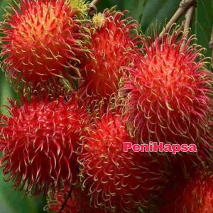 Bibit Rambutan Garuda Besar Hasil Okulasi Siap Berbuah