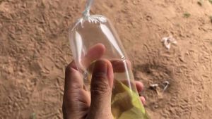 Racha ถุงใส่ปลา ถุงแพ็คปลากัด ปลาหางนกยุง(ชนิดเหนียว 3x12นิ้ว)