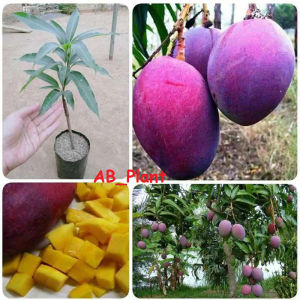 Bibit mangga irwin okulasi unggul cepat berbuah manis