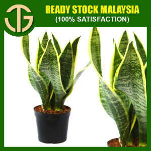 【FAST SHIPPING】Sansevieria Superba Plant Live - Indoor