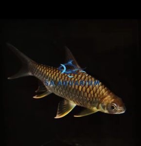 KRAI KUNYIT 3INCH(IKAN AIR TAWAR)