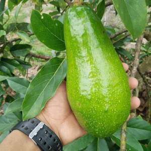 Bibit Tanaman Alpukat Aligator Super Unggulan Green Plants