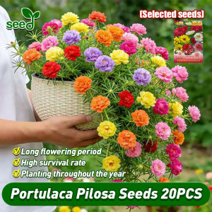 [Selected Seeds 20pcs]100% Original Double Petals Portulaca Seeds Fast Growing Rainbow Portulaca Grandiflora Flower Seeds for Planting Flowers Moss Rose Bonsai Seed Flowering Plants Seeds Potted Portulaca Live Plants Indoor Plants Easy To Grow Flower Seed