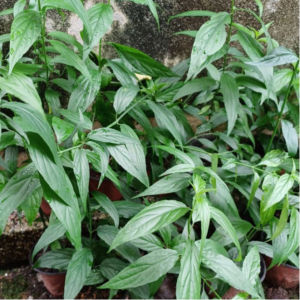 Pokok Herba Belalai Gajah