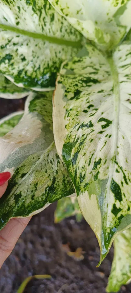 60cm chinese evergreen aglaonema 'silver bay Silver Bay' Chinese Evergreen Aglaonema – In Succulent Love main image 0