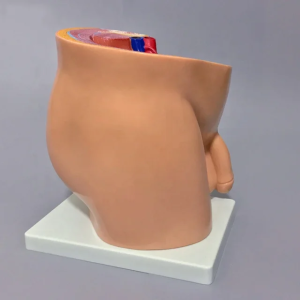 MALE PELVIS ANATOMY (MEDIAN SECTION)