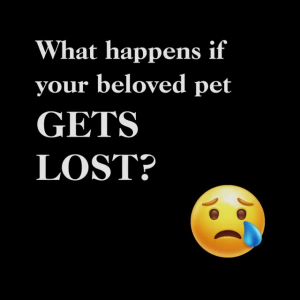 [ThePresent] Polymer Bone Shaped Pet ID Tag for Dog & Cat with Double-Sided Print | Keep Them Safe Keep Them Close | Tag Nama Kucing dan Anjing | PBN-004