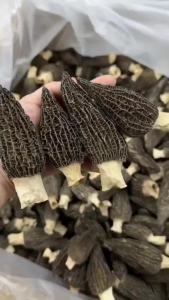 Morel 50g Cendawan Morel Morchella Morel Mushroom Soup Dried morel mushrooms Morel Mushroom Soup Soup ingredients: broth