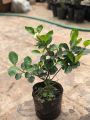 Cây hoa bạch thiên hương cao 50 - 60 cm đang nụ hoa. 