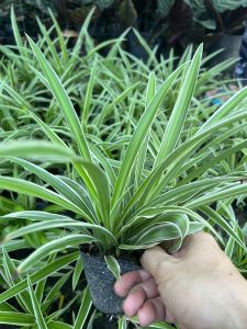 Cây lan chi (mua từ 5 cây trở lên tặng thêm 1 cây)