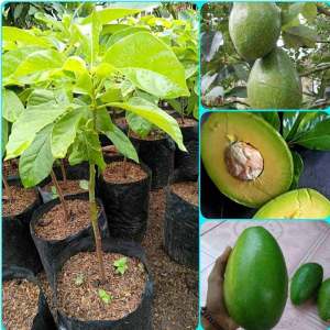 Bibit Alpukat Mentega Stek Cepat Berbuah Green Plants