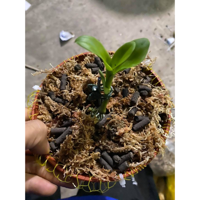 Lan%20phi%20%C4%91i%E1%BB%87p%205%20c%C3%A1nh%20tr%E1%BA%AFng%20HO%20%C6%B0%C6%A1m%20kie%20-%20Image%206