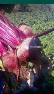 1kg/Buah Bit/ Umbi Bit/ Beet Root