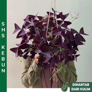 Pokok Oxalis Pokok Rama-Rama Pokok Rerama 紫色幸运草/三角紫叶酢漿草/花/活植物 Flower Plants Real Live Pokok Bunga Hidup Hiasan SHS Kebun