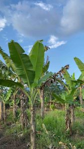Anak Benih Pokok Pisang Berangan