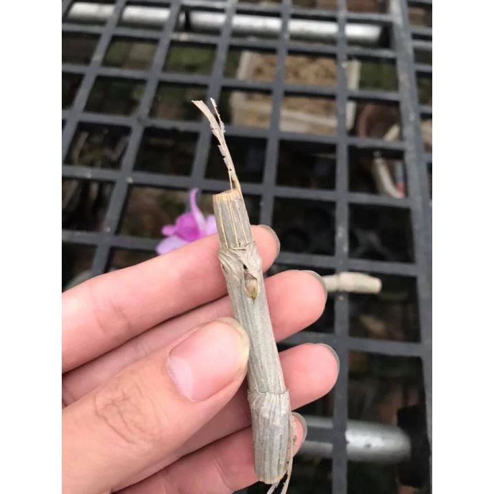 lan%20phi%20%C4%91i%E1%BB%87p%20b%E1%BB%87t%20ch%C3%A2u%20nh%C6%B0%20(%202%20m%E1%BA%AFt%20ng%E1%BB%A7)%20-%20Image%204